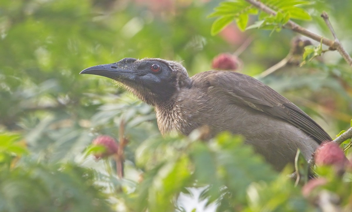 Helmeted Friarbird - ML623030323