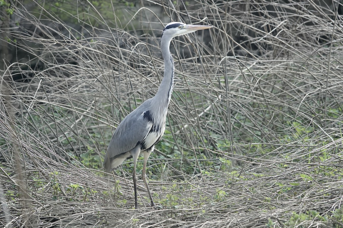 Gray Heron - Simon Pearce