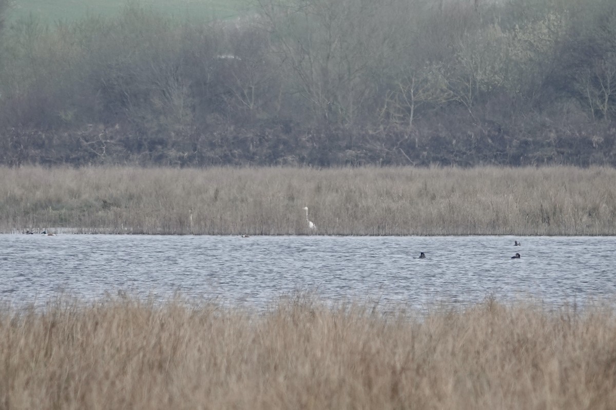 Great Egret - Simon Pearce