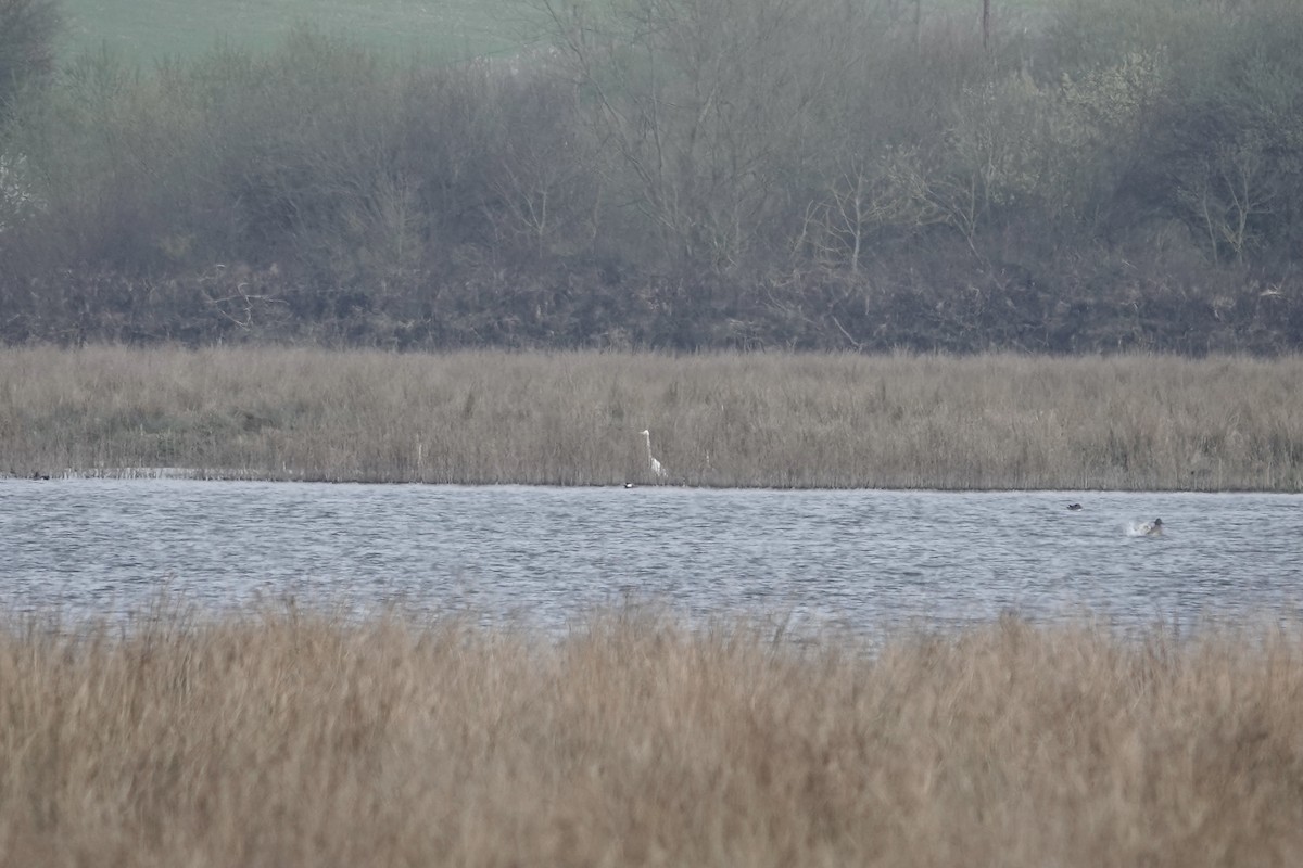 Great Egret - Simon Pearce