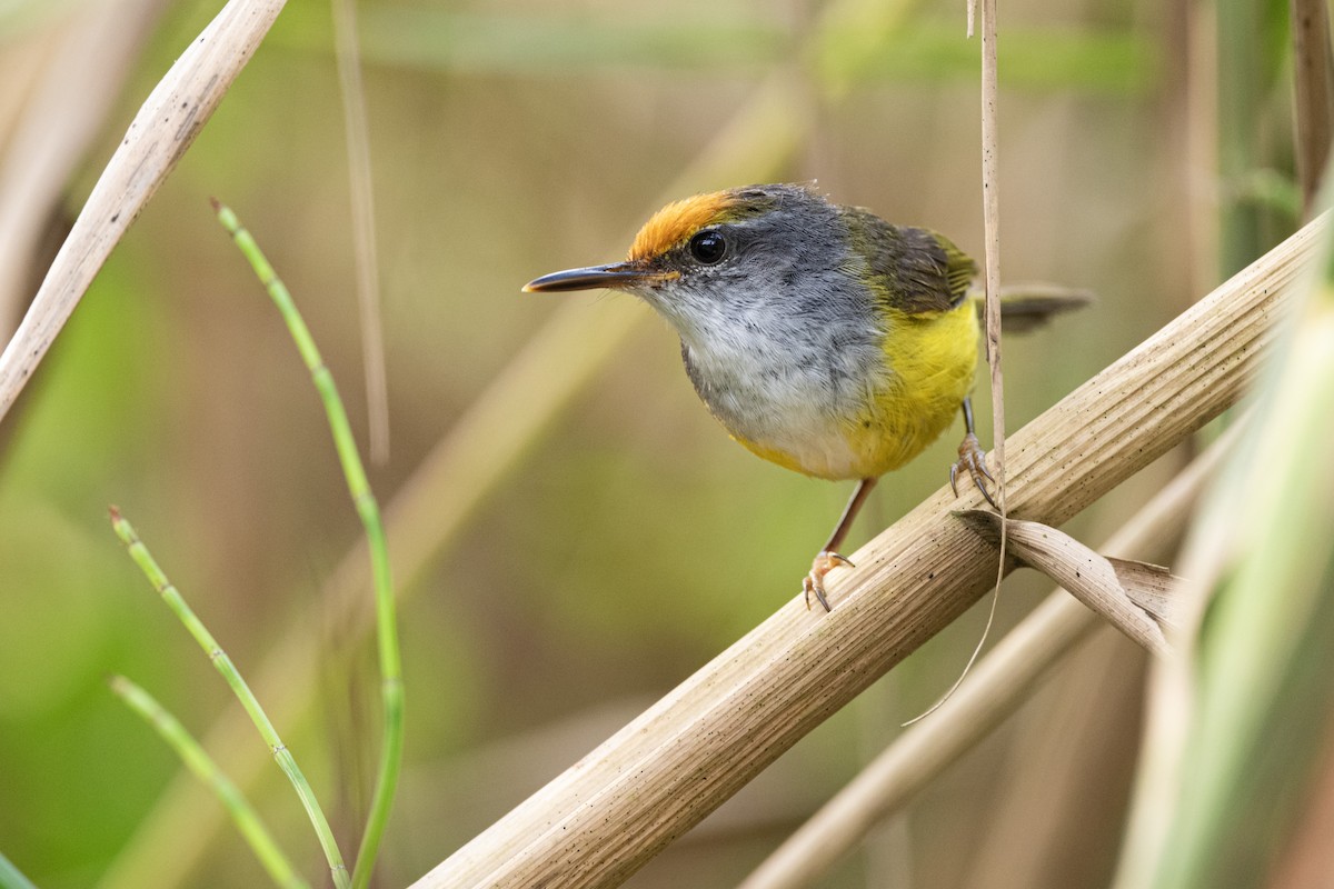 Mountain Tailorbird - ML623030369