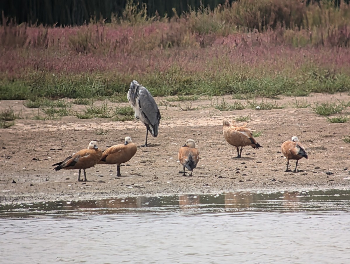 Ruddy Shelduck - ML623030391