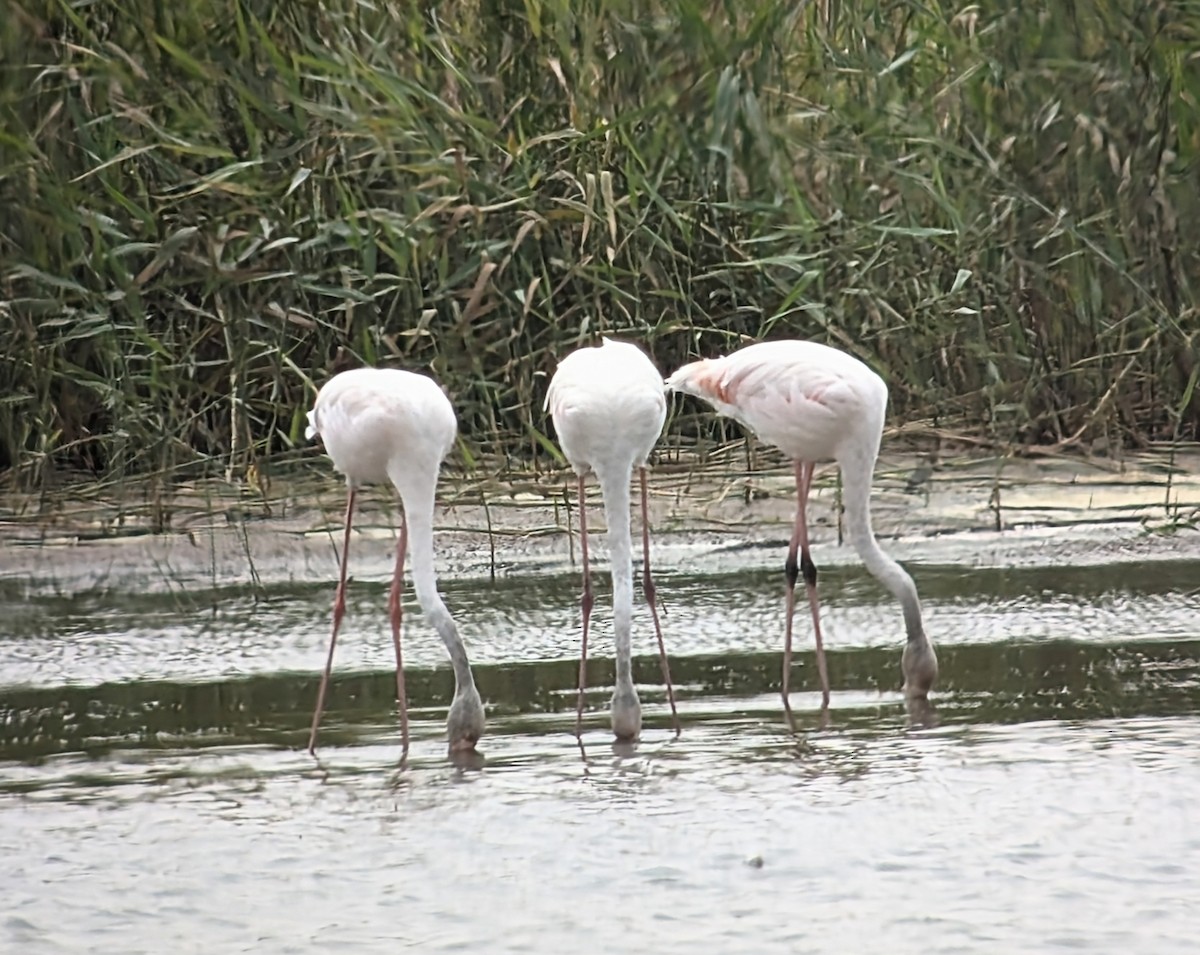 Greater Flamingo - ML623030396