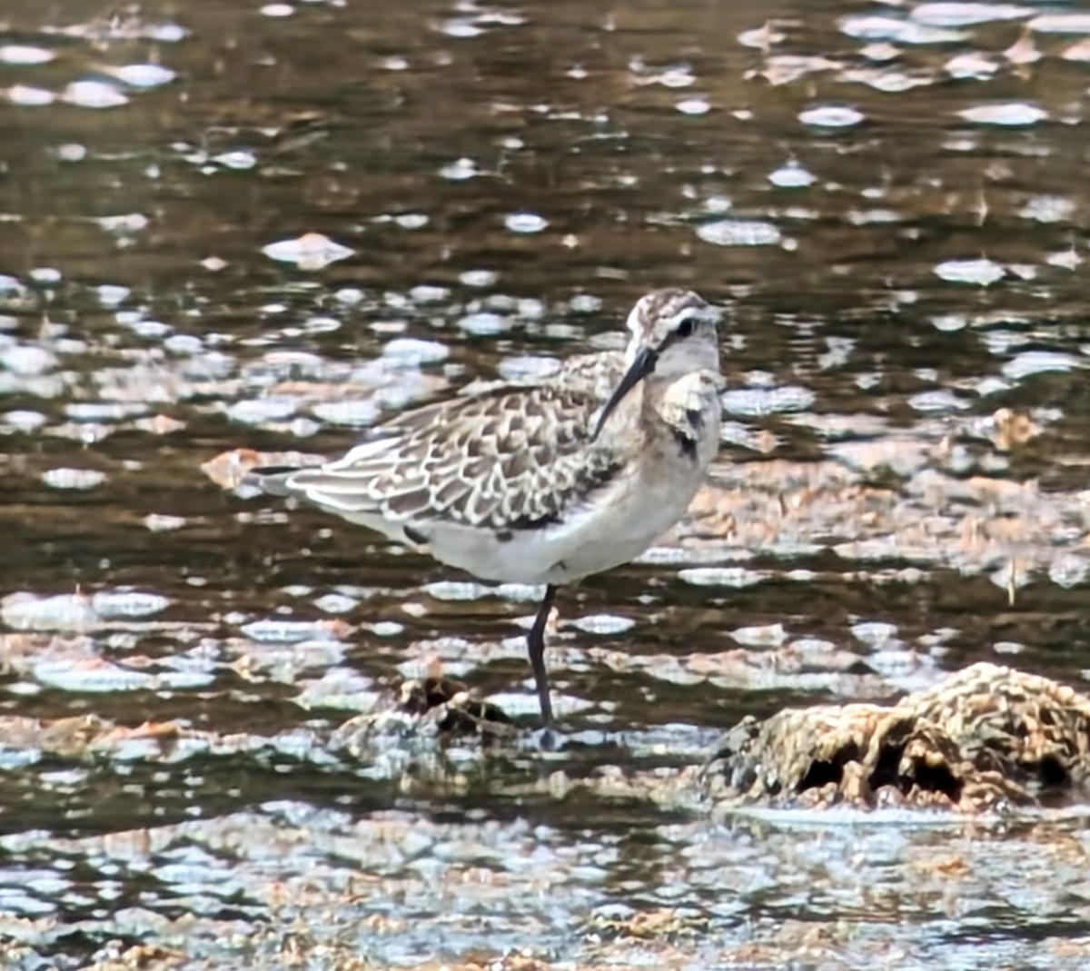 Curlew Sandpiper - ML623030408