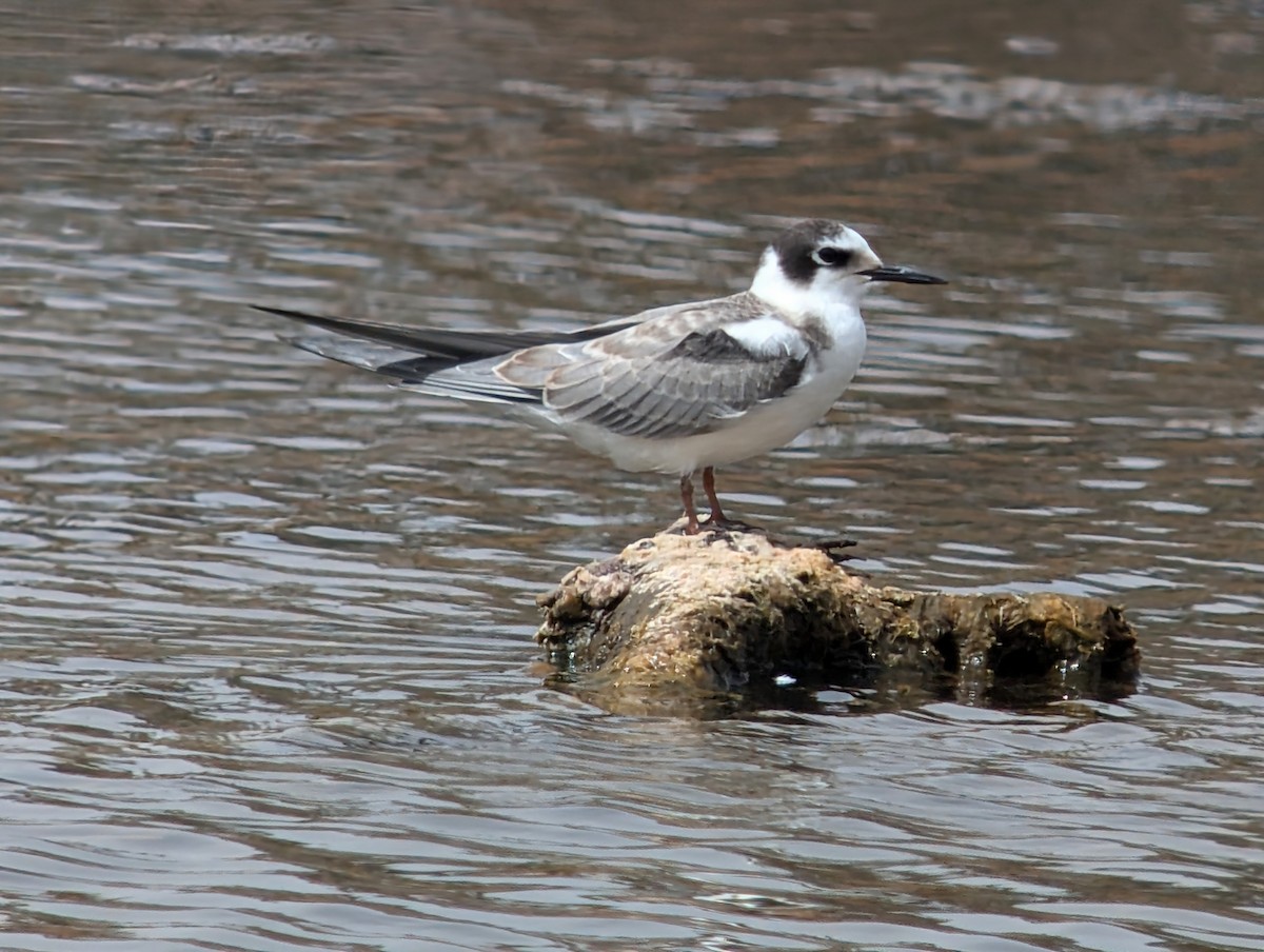 Black Tern - ML623030412