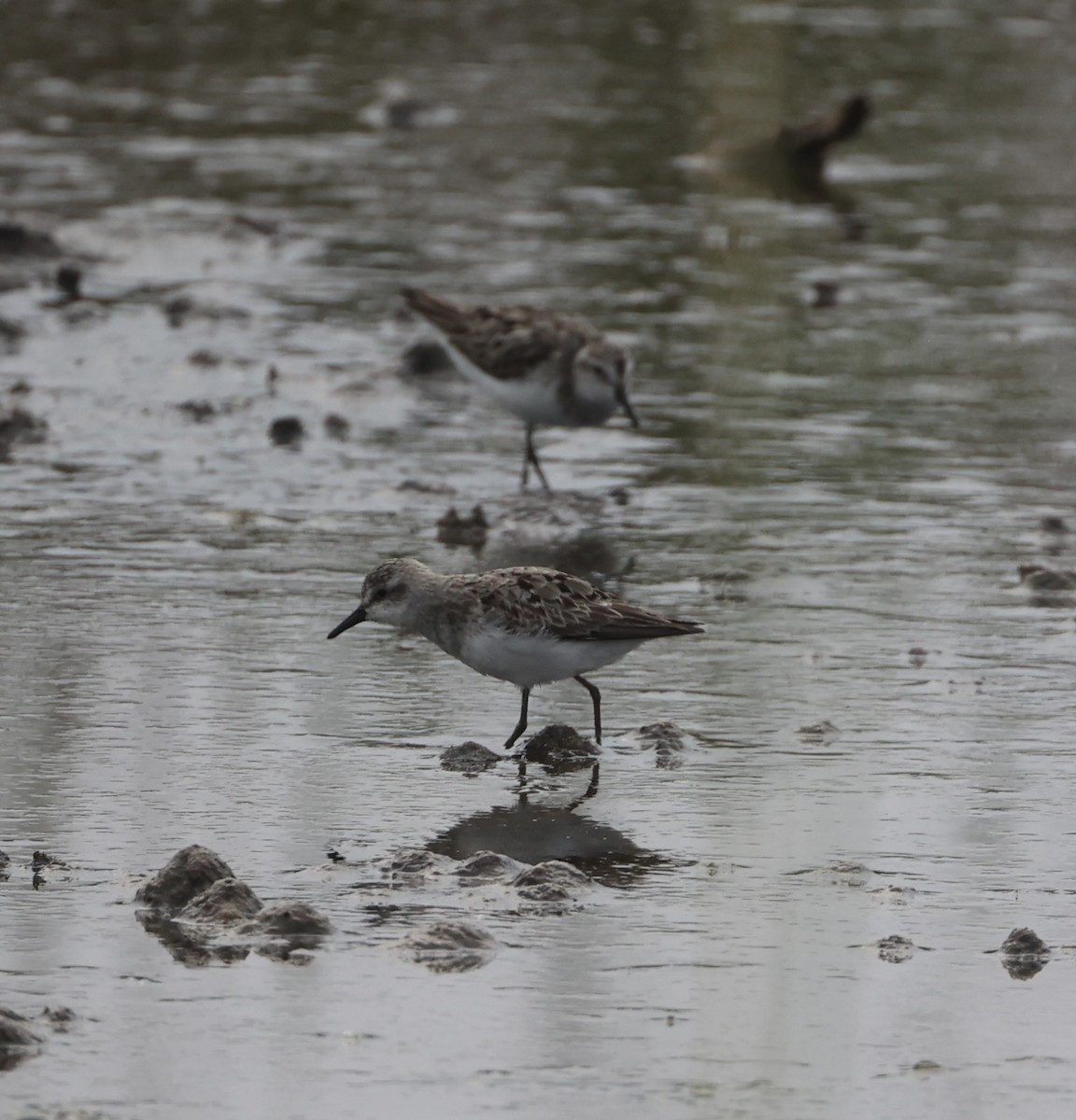 Semipalmated Sandpiper - ML623030449