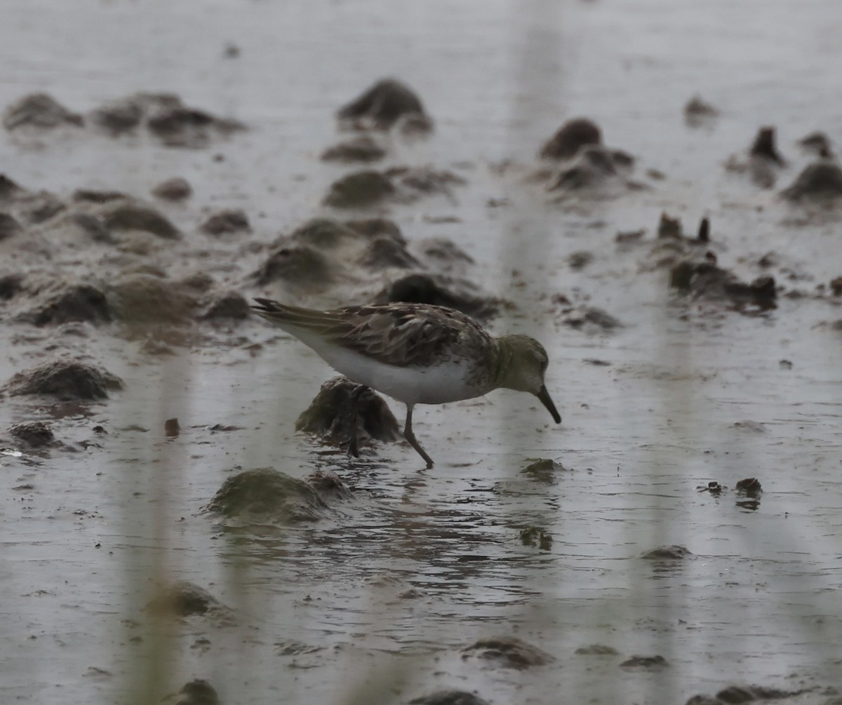 Semipalmated Sandpiper - Ross Sormani