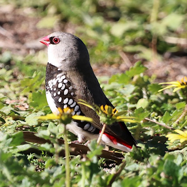 Diamond Firetail - ML623030484