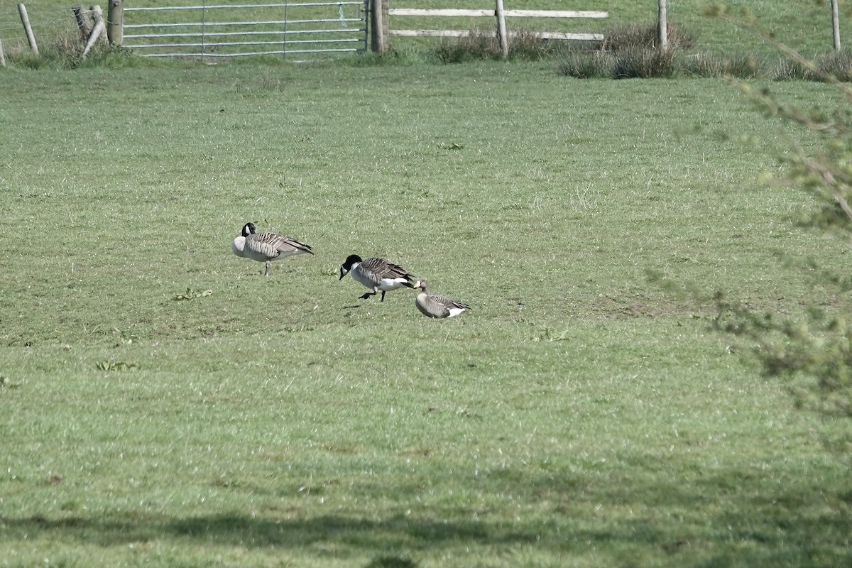 Greater White-fronted Goose (Greenland) - ML623030493