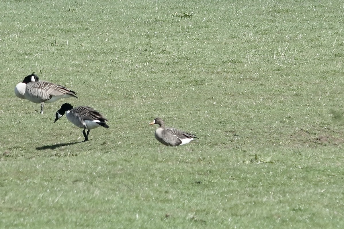 Greater White-fronted Goose (Greenland) - ML623030496