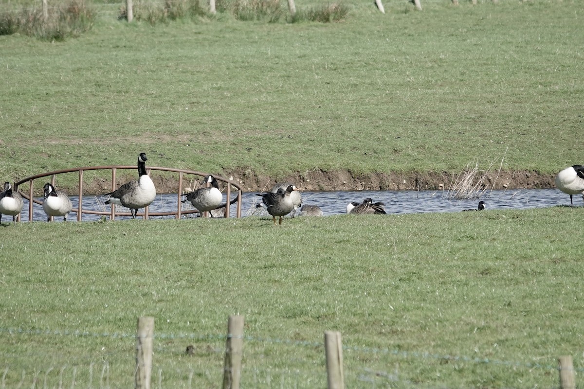 Greater White-fronted Goose (Greenland) - ML623030497