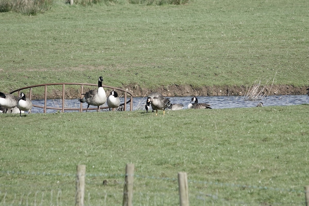 Greater White-fronted Goose (Greenland) - ML623030498