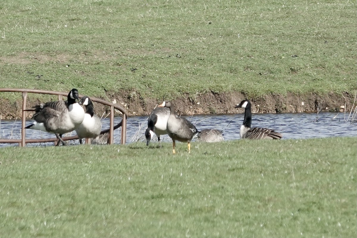 Greater White-fronted Goose (Greenland) - ML623030504