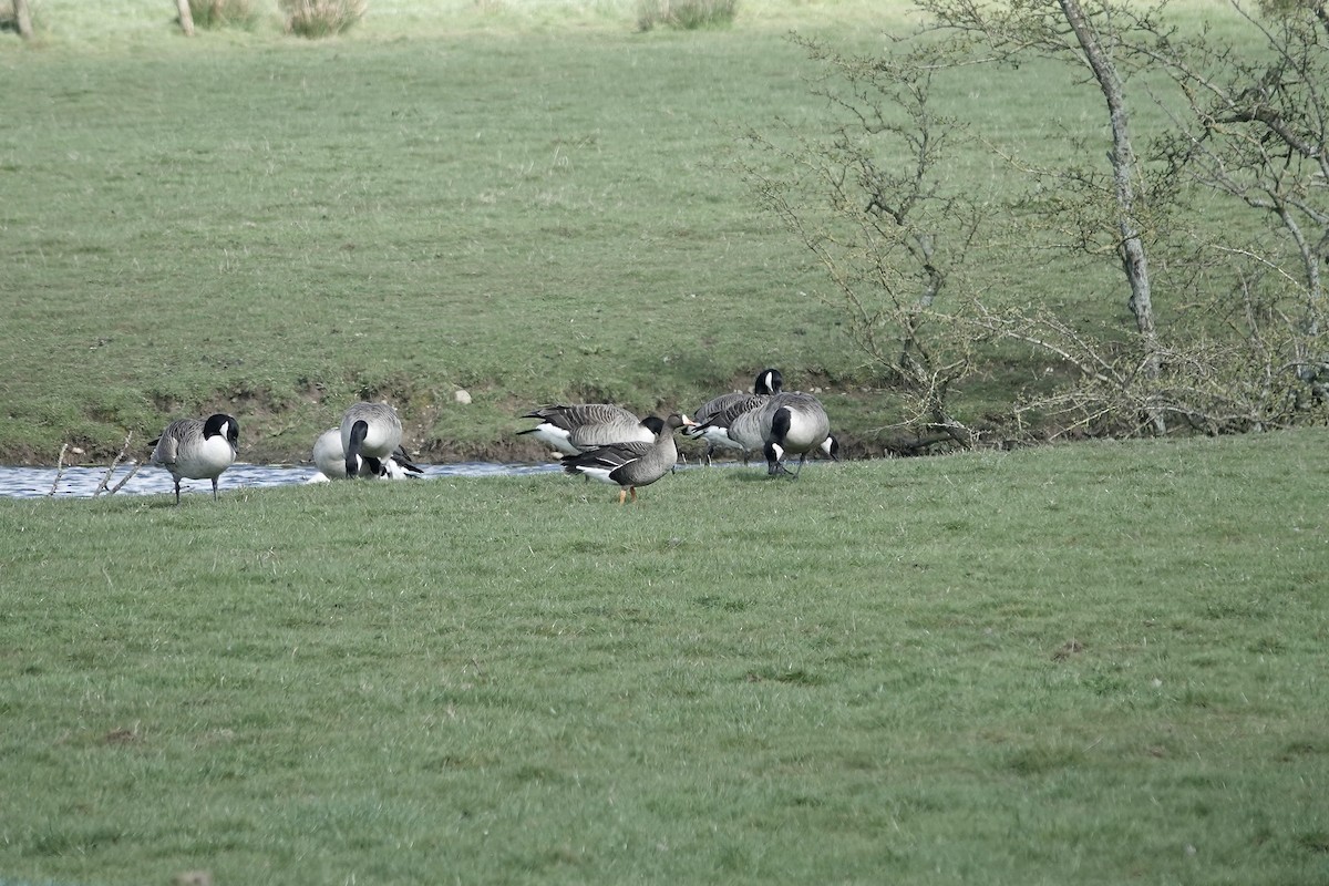 Greater White-fronted Goose (Greenland) - ML623030505