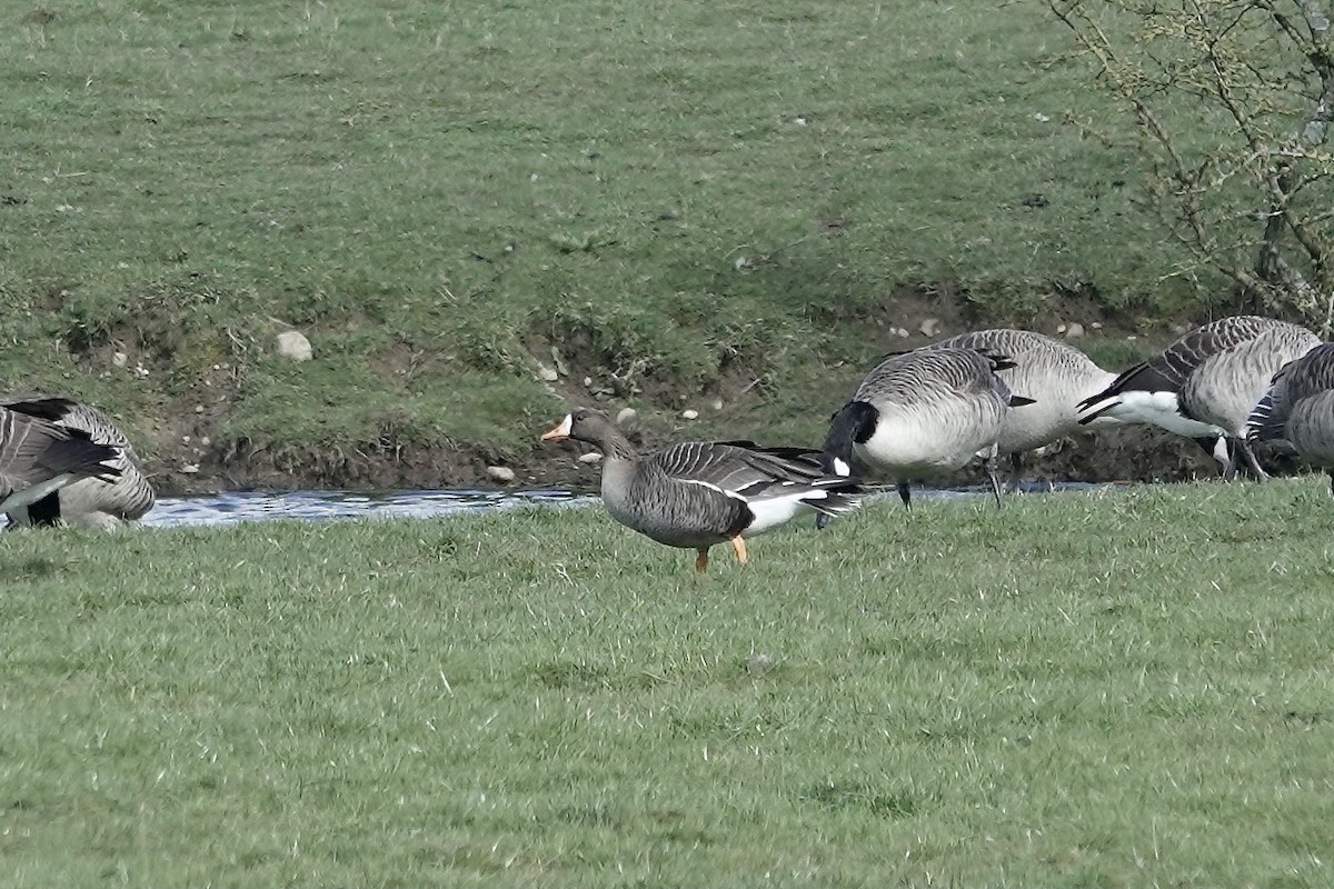 Greater White-fronted Goose (Greenland) - ML623030506