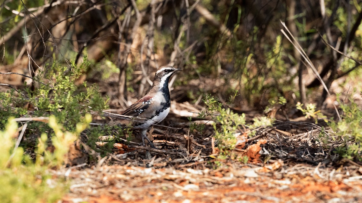 Chestnut Quail-thrush - ML623030558