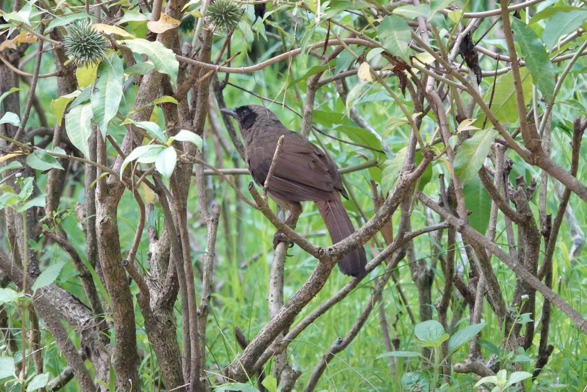 Masked Laughingthrush - ML623030568