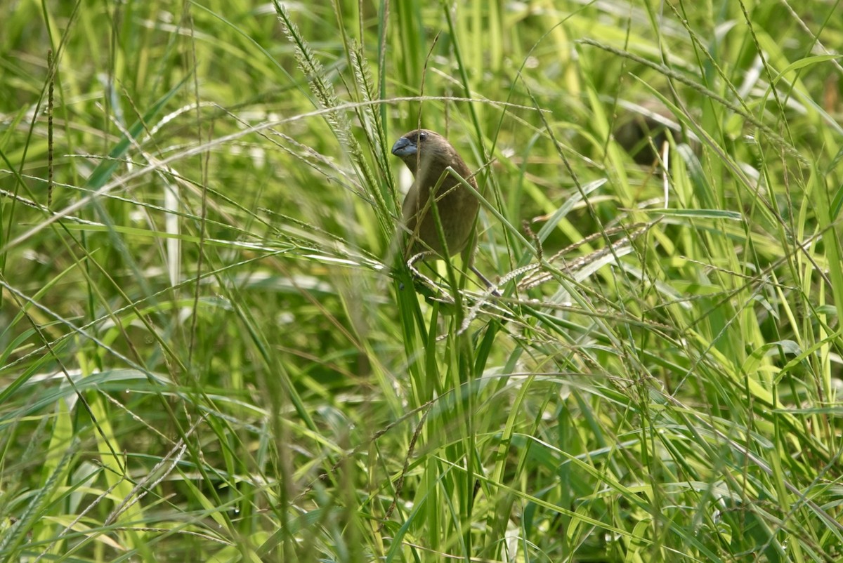 Scaly-breasted Munia - ML623030602