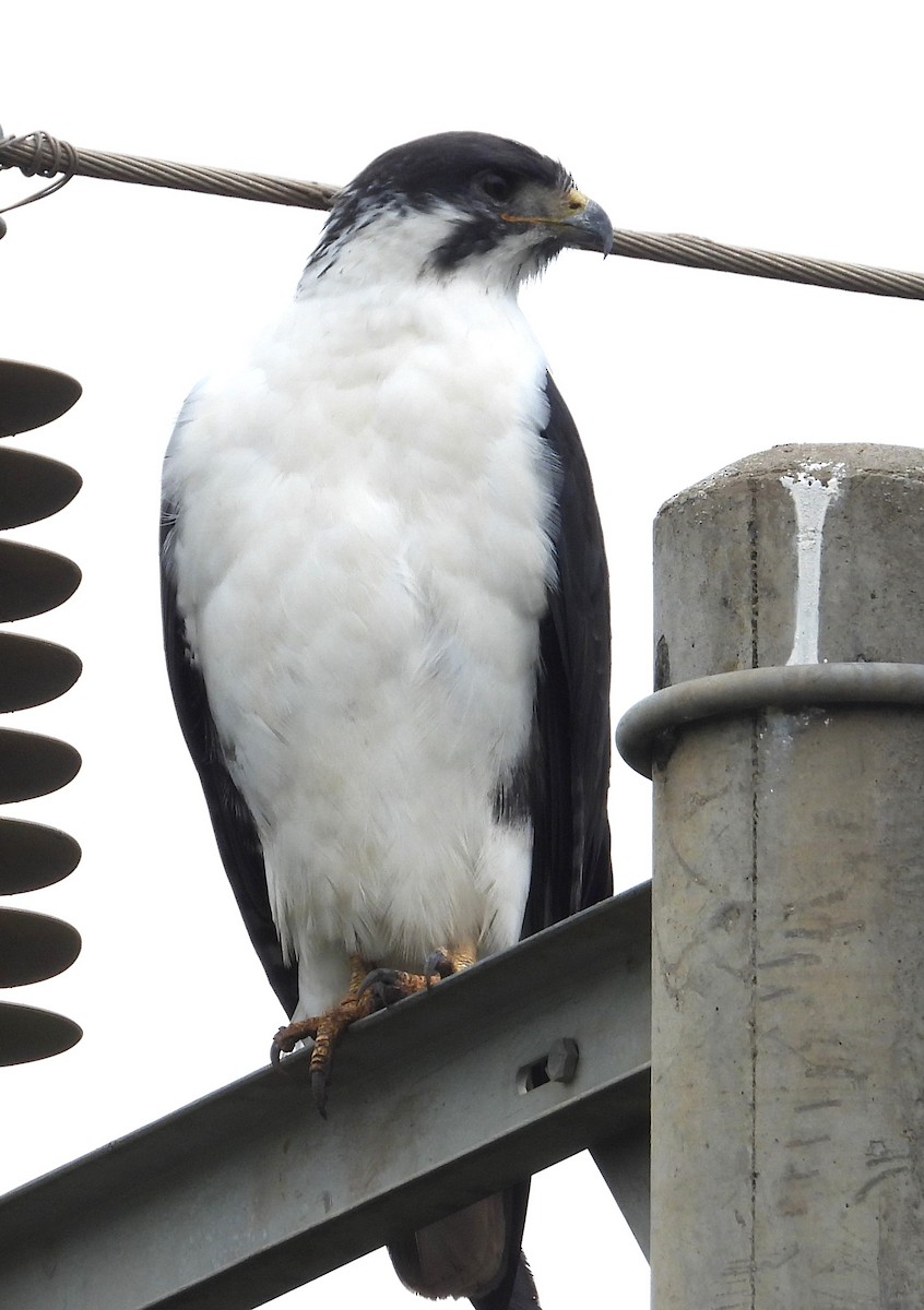 Augur Buzzard - Rafael Berlanga