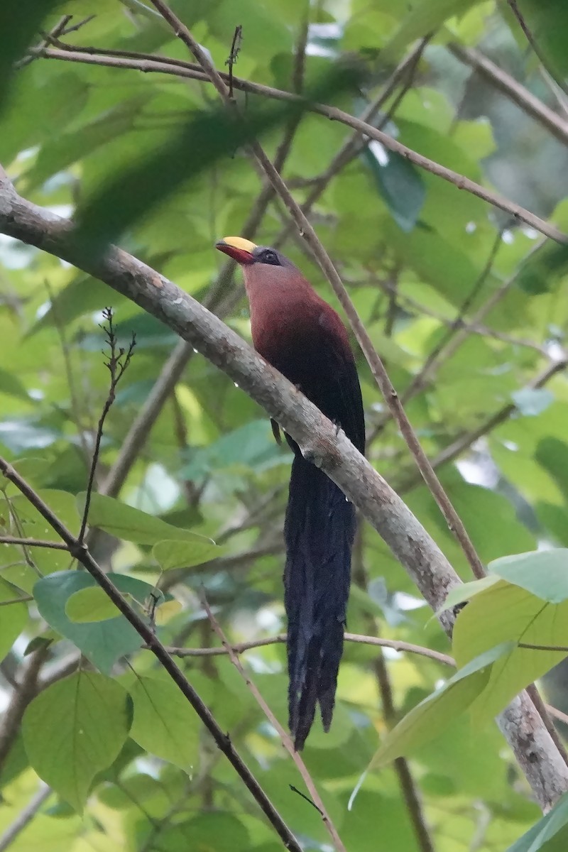 Yellow-billed Malkoha - ML623030680