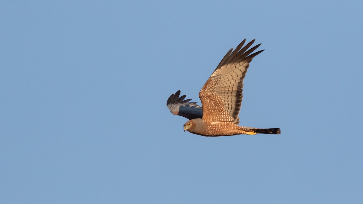 Spotted Harrier - ML623030787