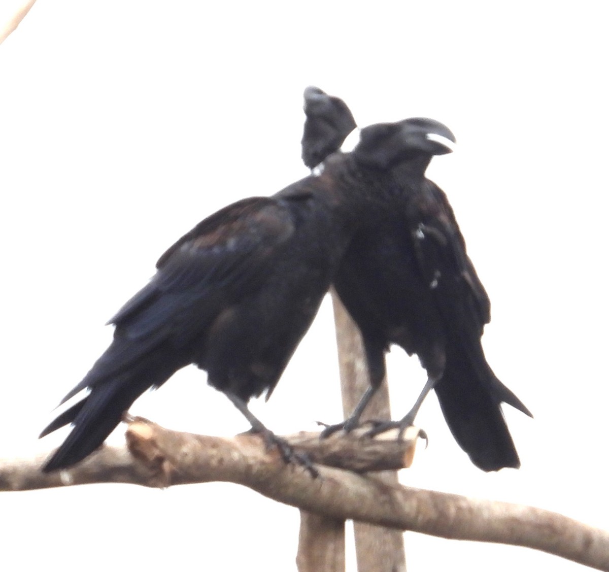 Thick-billed Raven - ML623030791