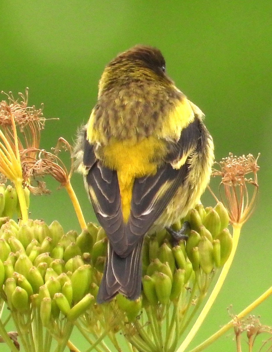 Ethiopian Siskin - ML623030820