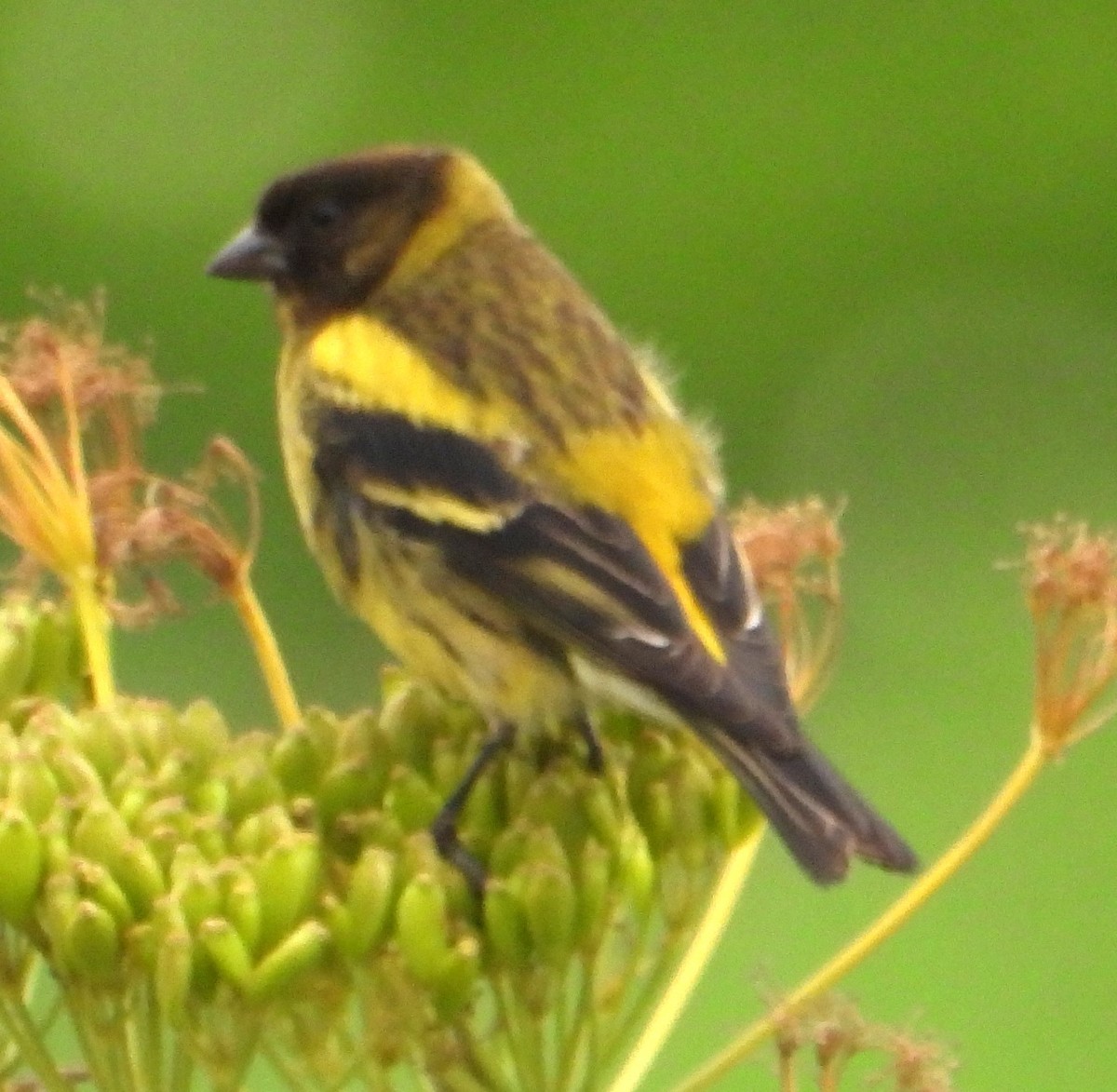 Ethiopian Siskin - Rafael Berlanga