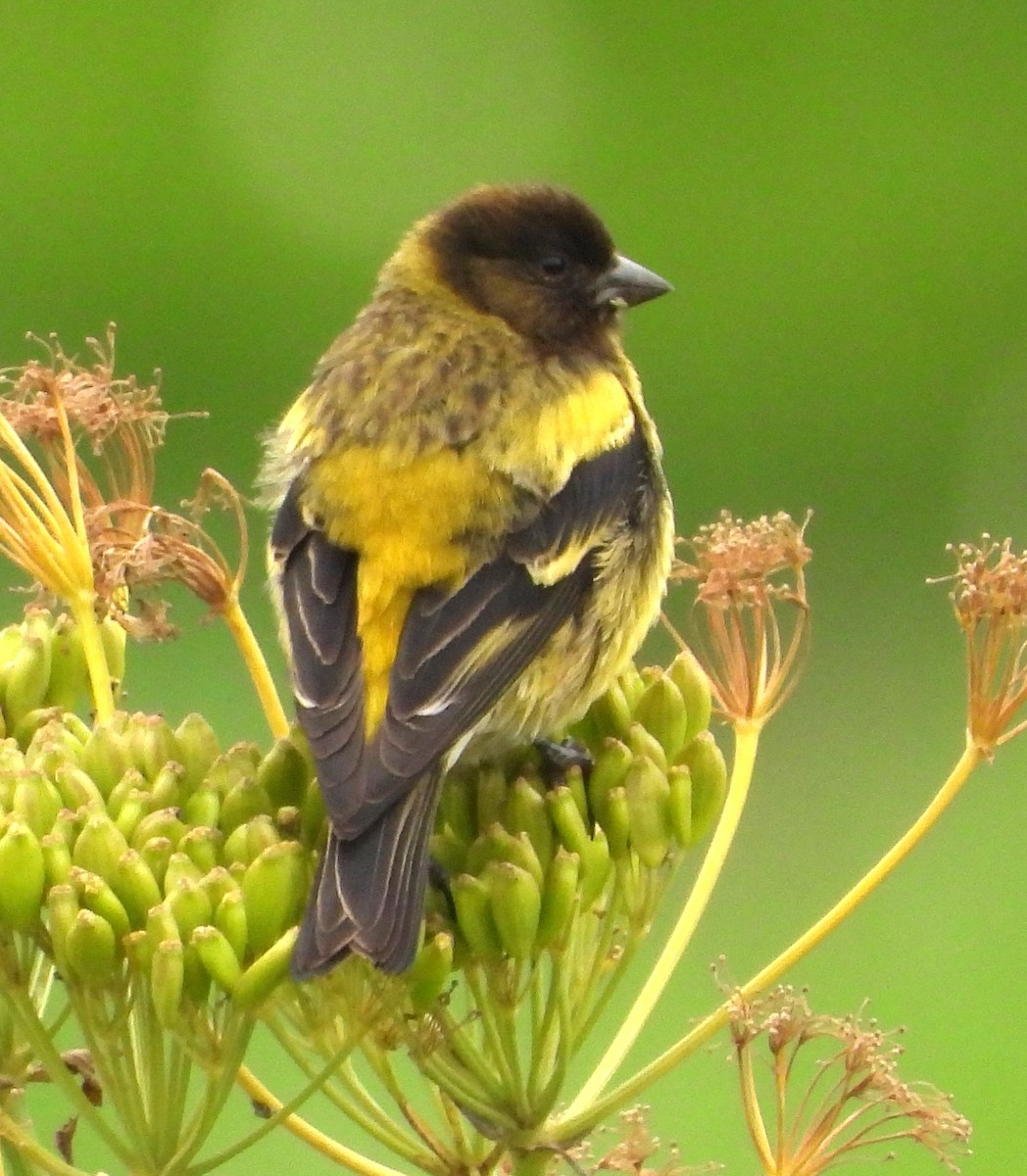 Ethiopian Siskin - ML623030822