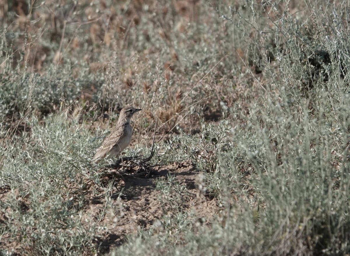 Greater Short-toed Lark - ML623030850