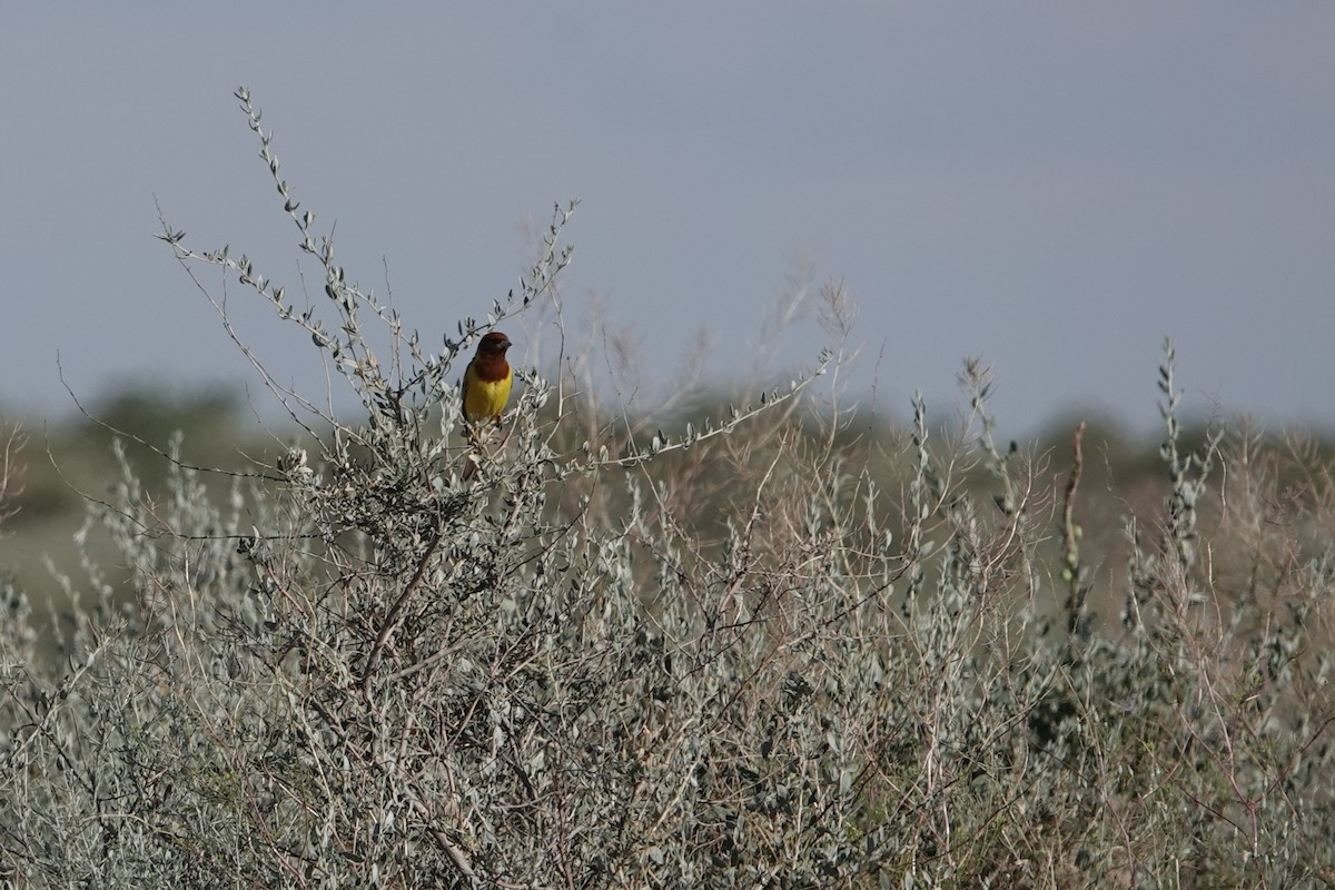 Red-headed Bunting - ML623030853