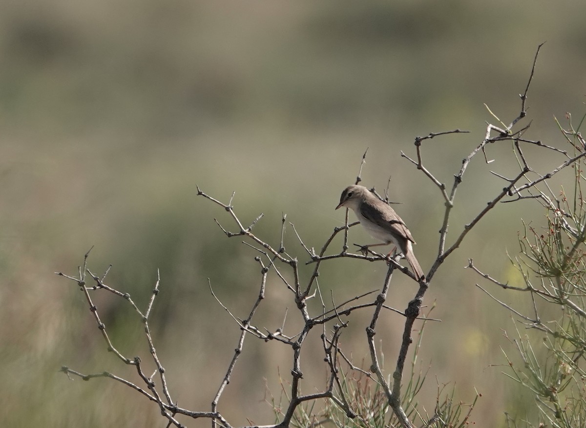 Sykes's Warbler - ML623030864