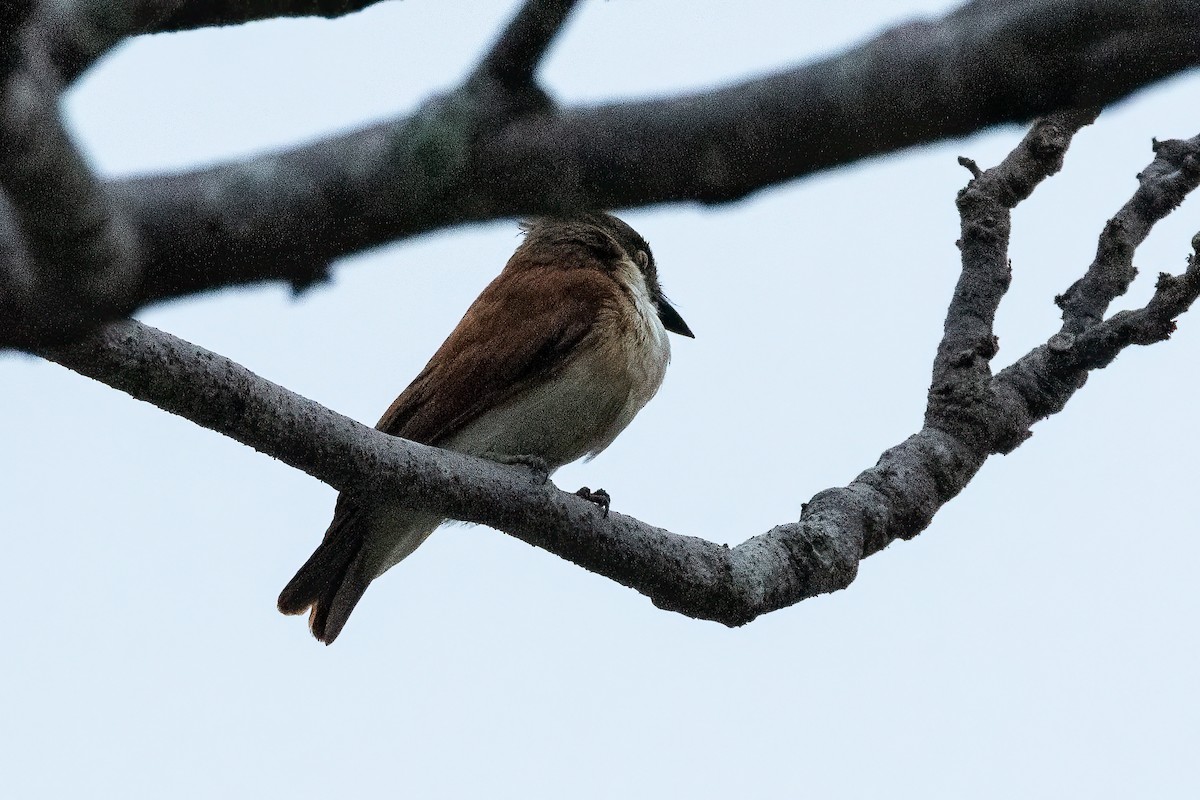 Black-and-white Shrike-flycatcher - ML623030875