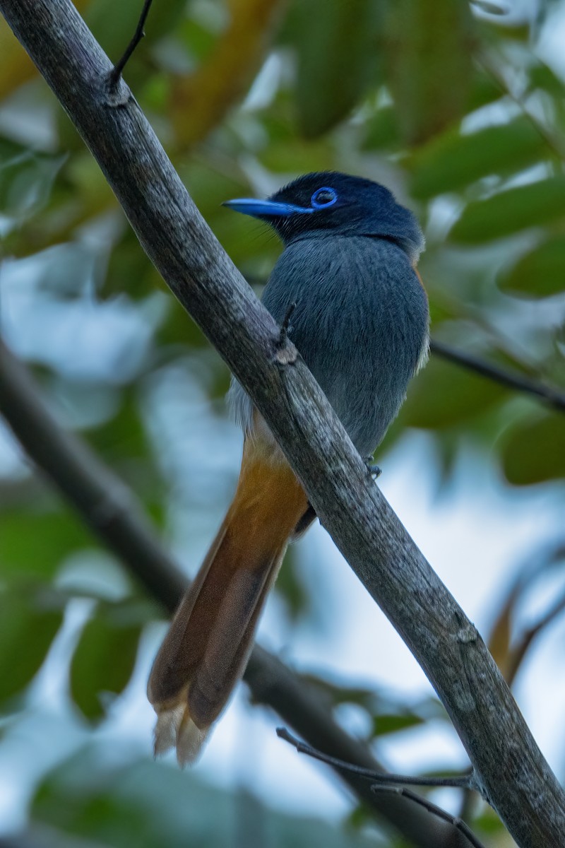 Rufous-vented Paradise-Flycatcher - ML623030880