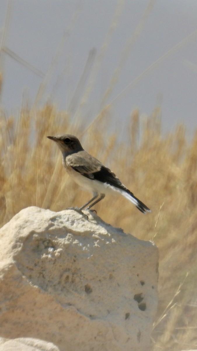 Finsch's Wheatear - Aynur Tosun