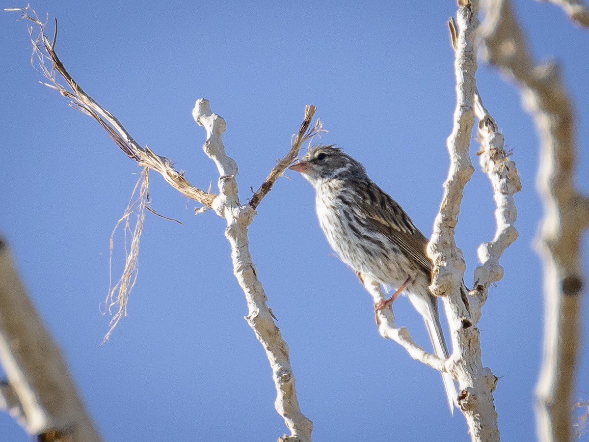 Chipping Sparrow - Stephen Knox