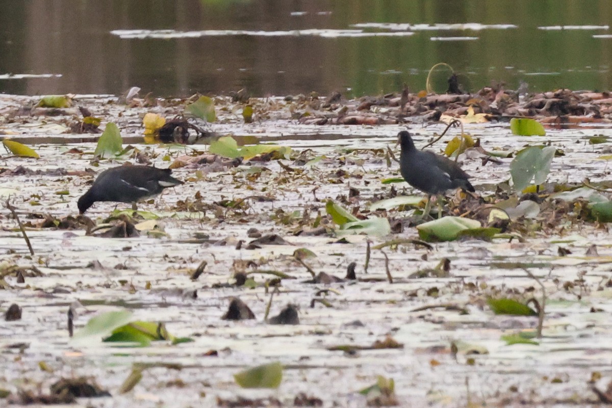 Common Gallinule - ML623031068