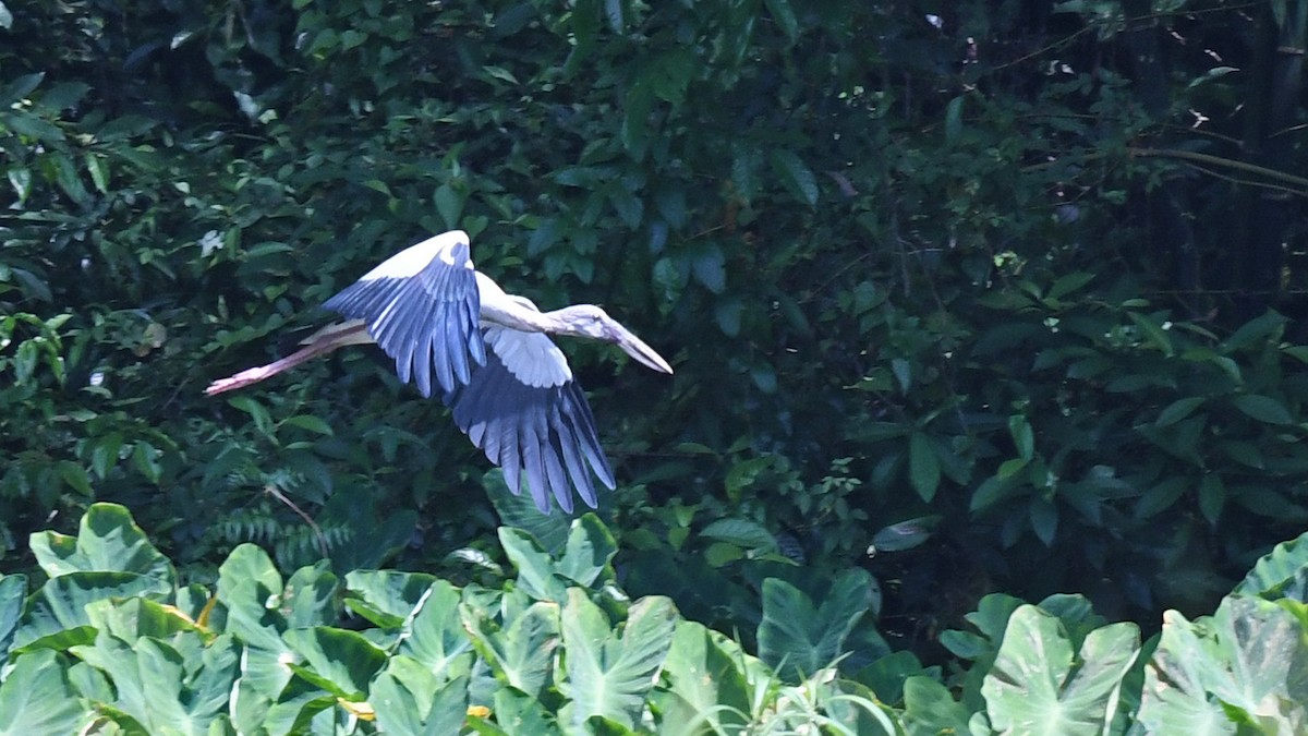 Asian Openbill - Murat Kocas