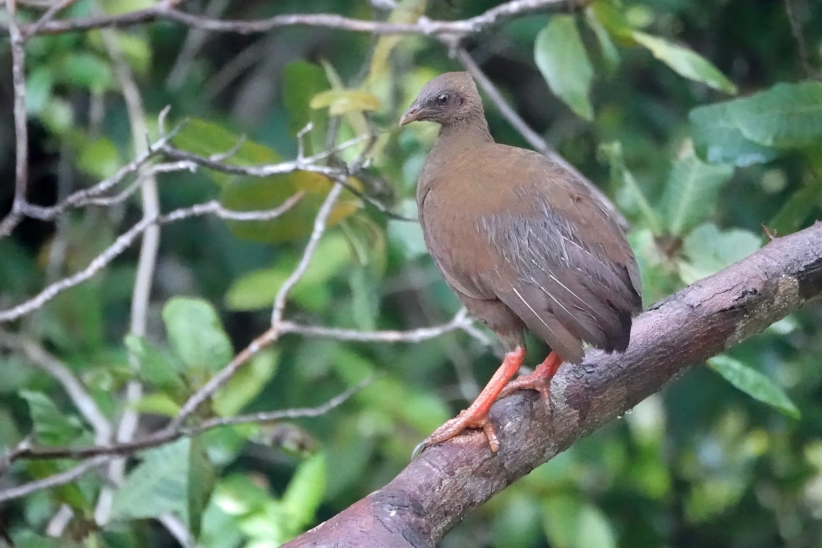 Sula Megapode - ML623031176