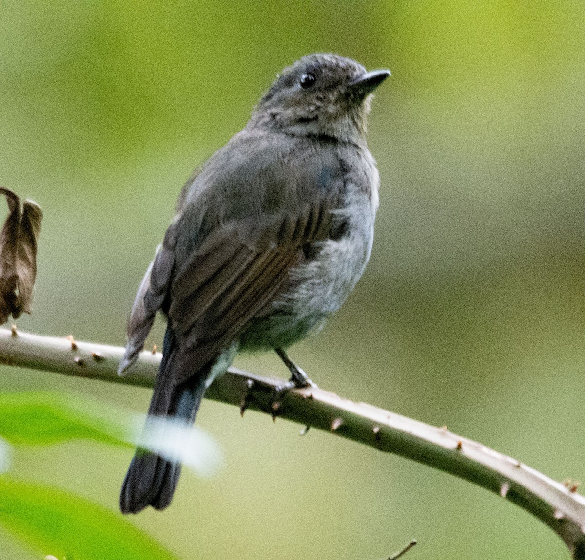 Nilgiri Flycatcher - ML623031179