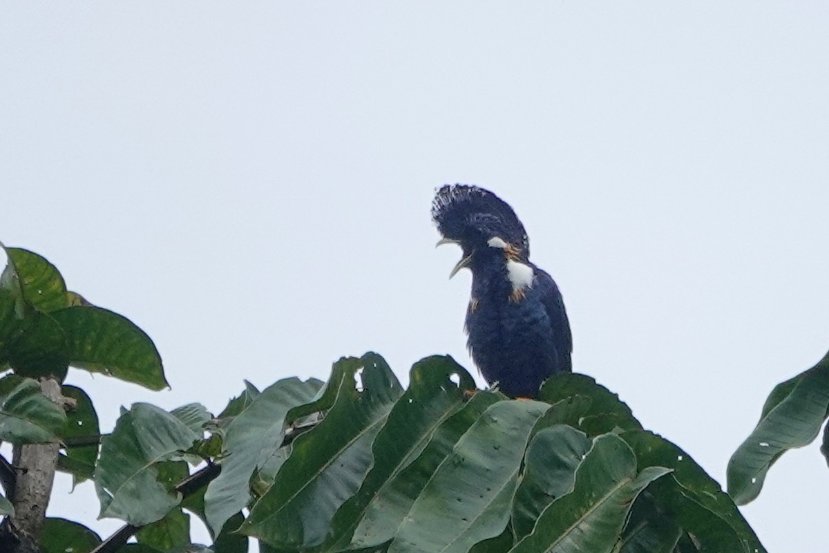 Helmeted Myna - ML623031180