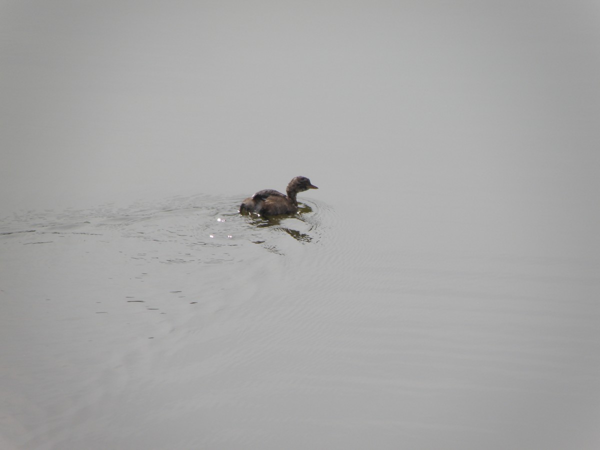 Little Grebe - ML623031234