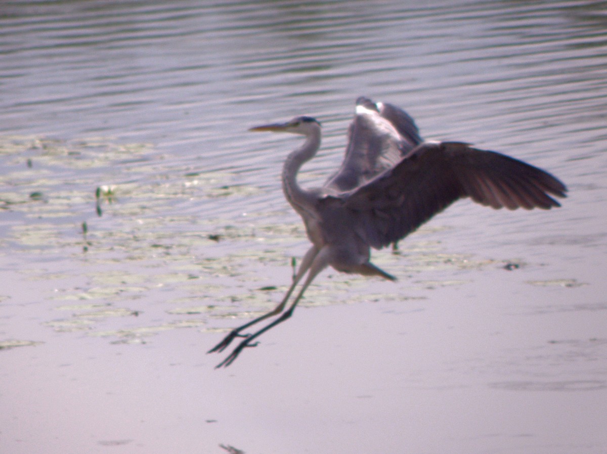 Gray Heron - ML623031236