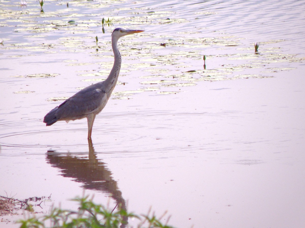 Gray Heron - ML623031237