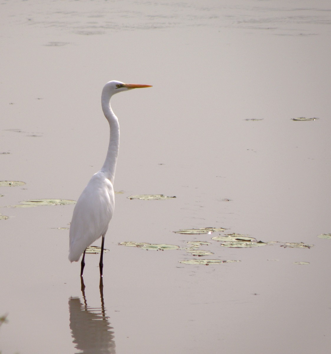 Great Egret - ML623031240