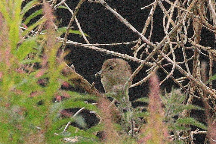 Blyth's Reed Warbler - ML623031247