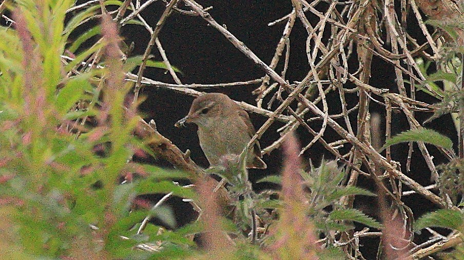 Blyth's Reed Warbler - ML623031248