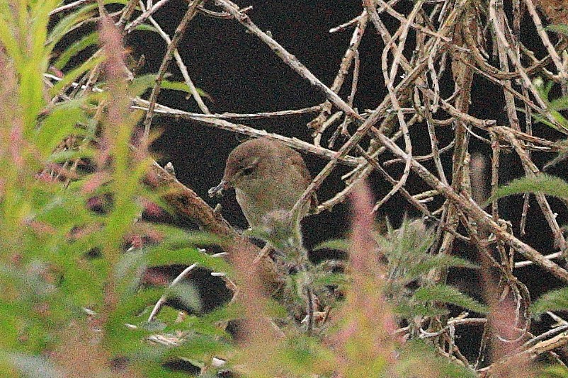 Blyth's Reed Warbler - ML623031249