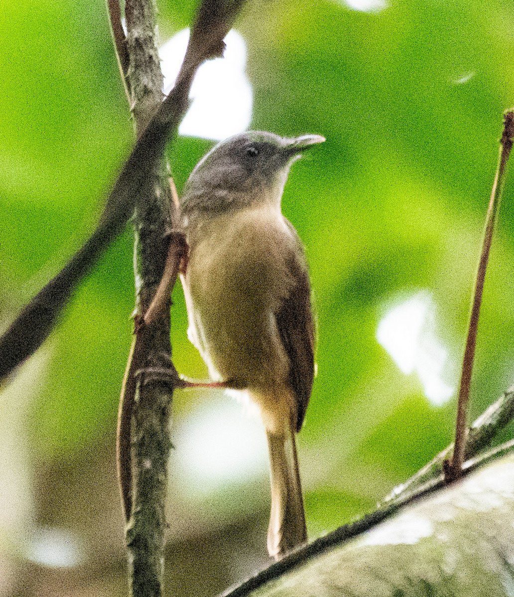 Brown-cheeked Fulvetta - ML623031259