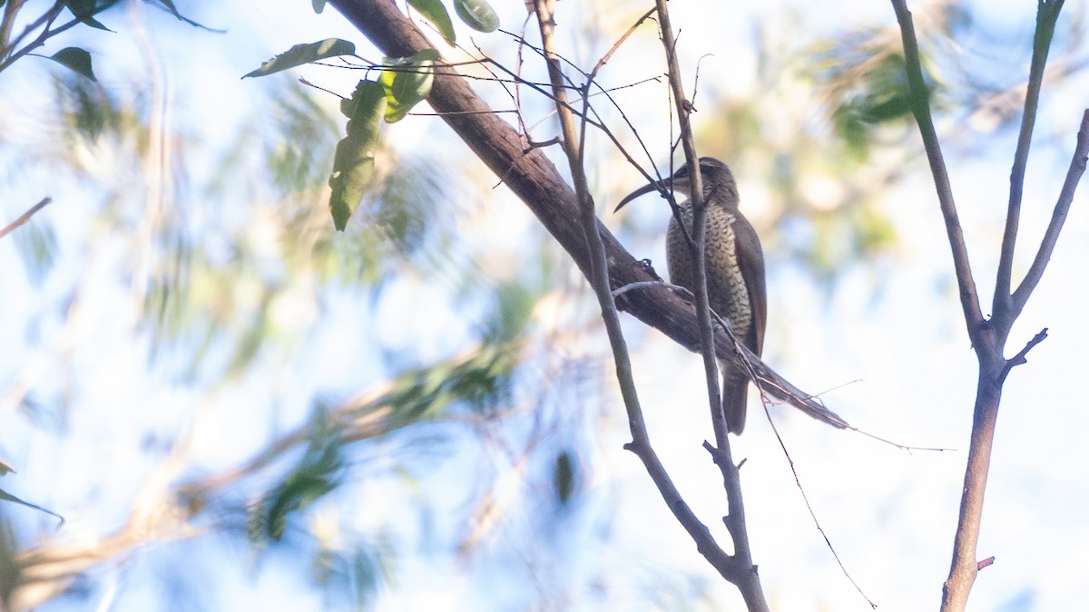 Paradise Riflebird - ML623031260